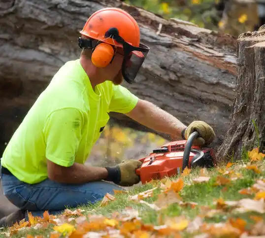 tree services Berwyn Heights